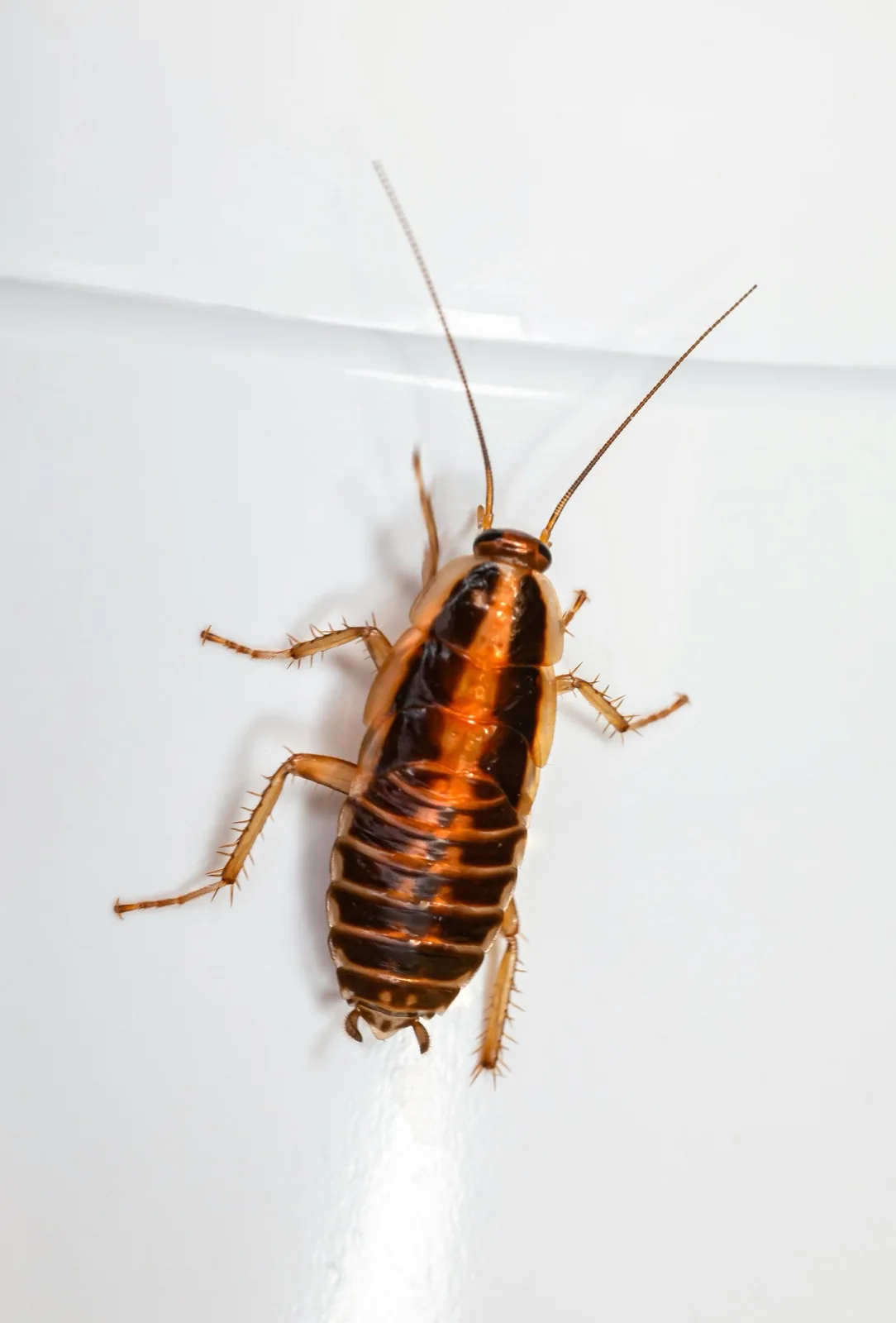 Cockroach close-up