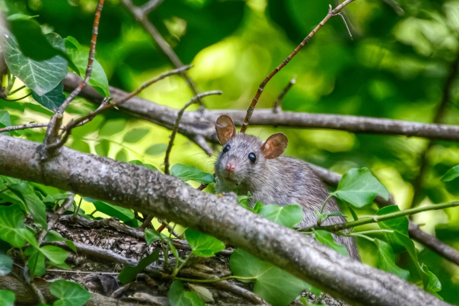 Rat close-up