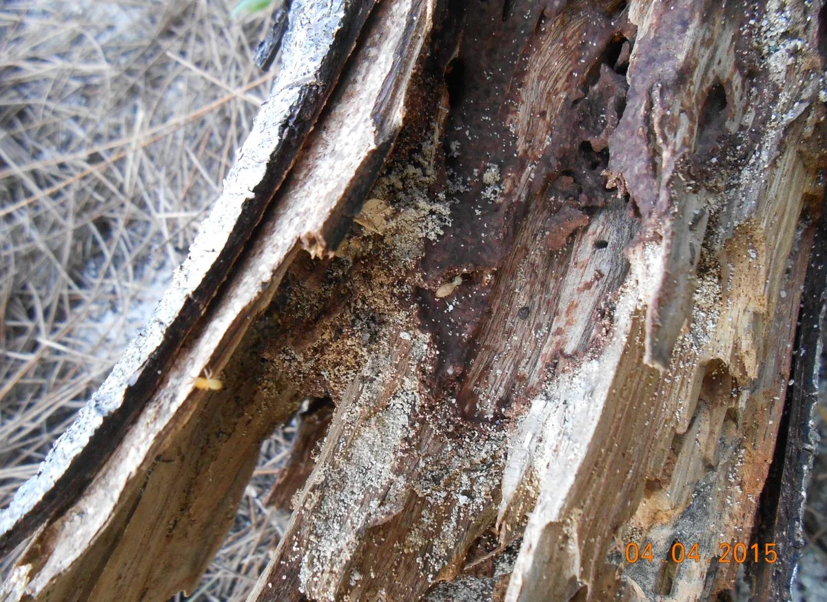 Termites on wood close up