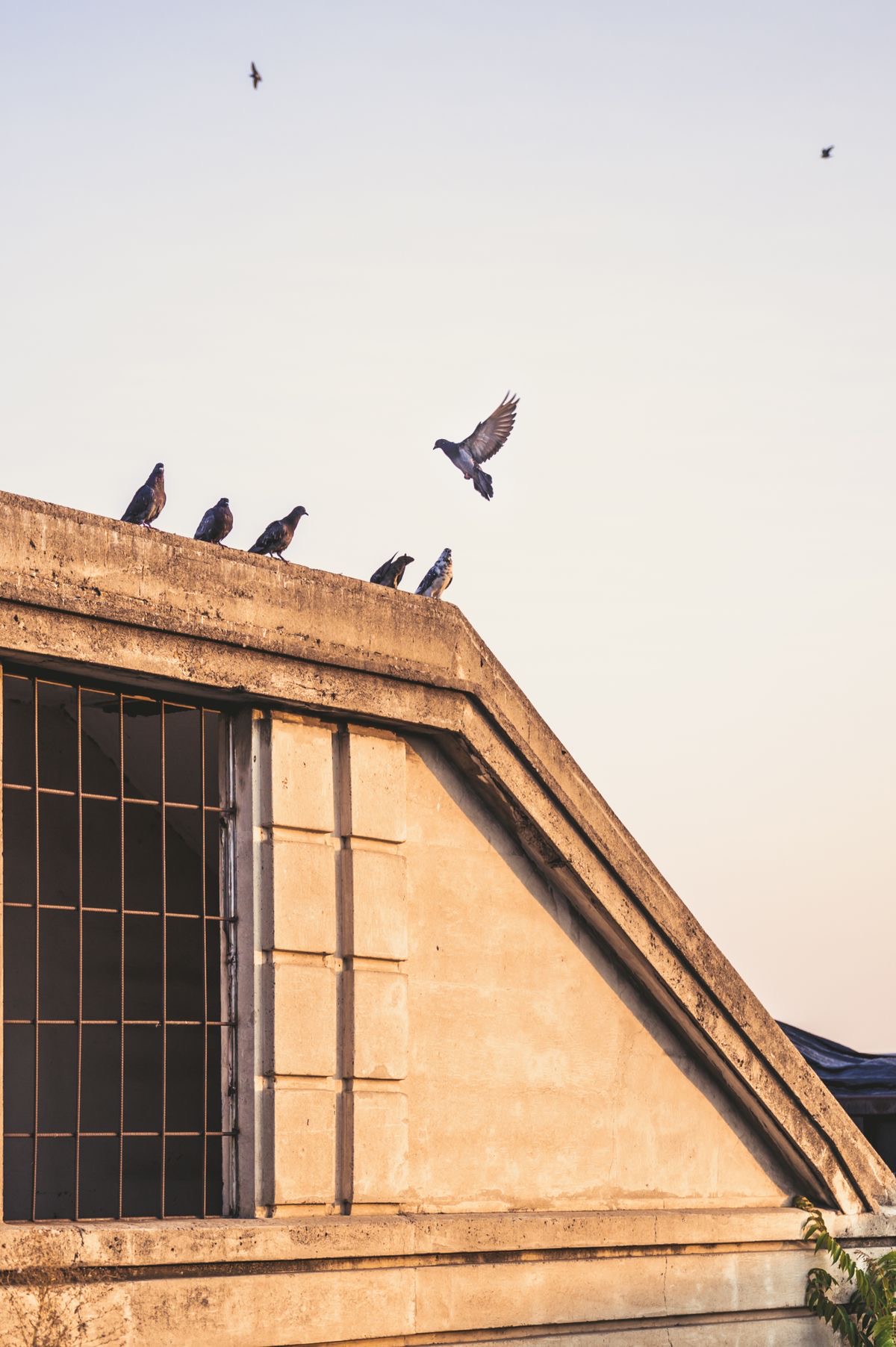 Pigeons perched on a commercial building rooftop
