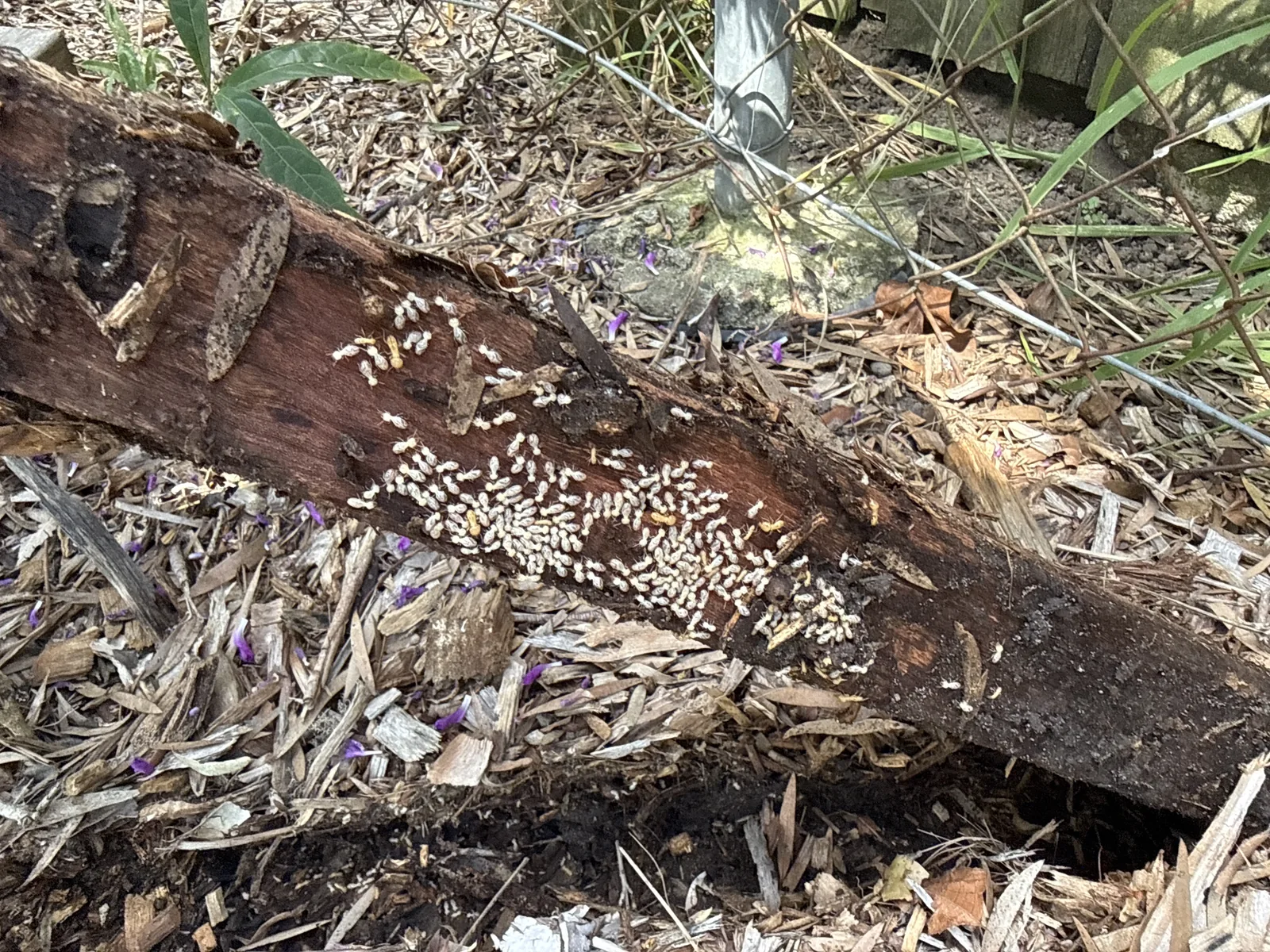 Live termite colony found in timber in contact with soil