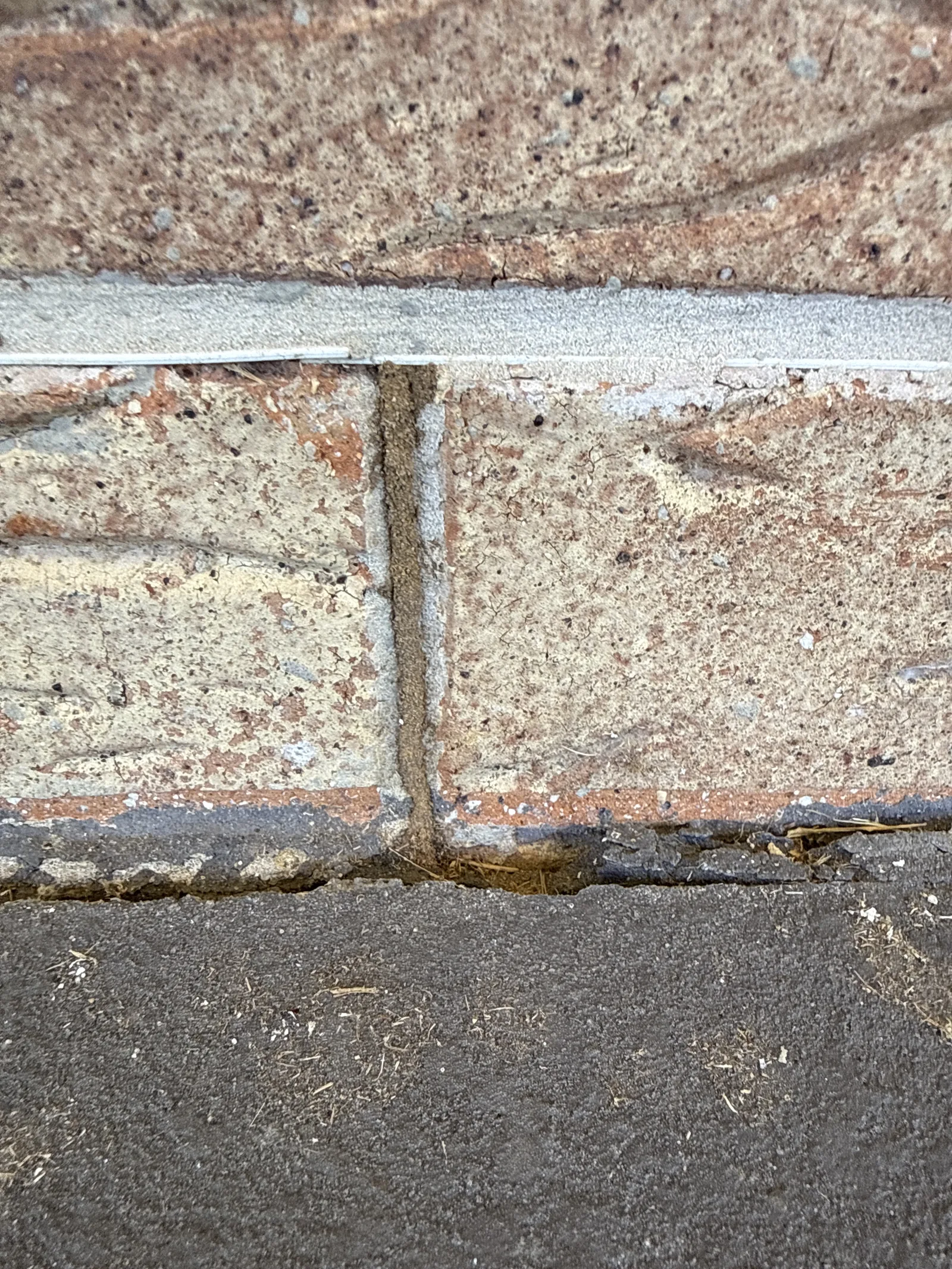 Termite mud tube running up brick wall at slab level