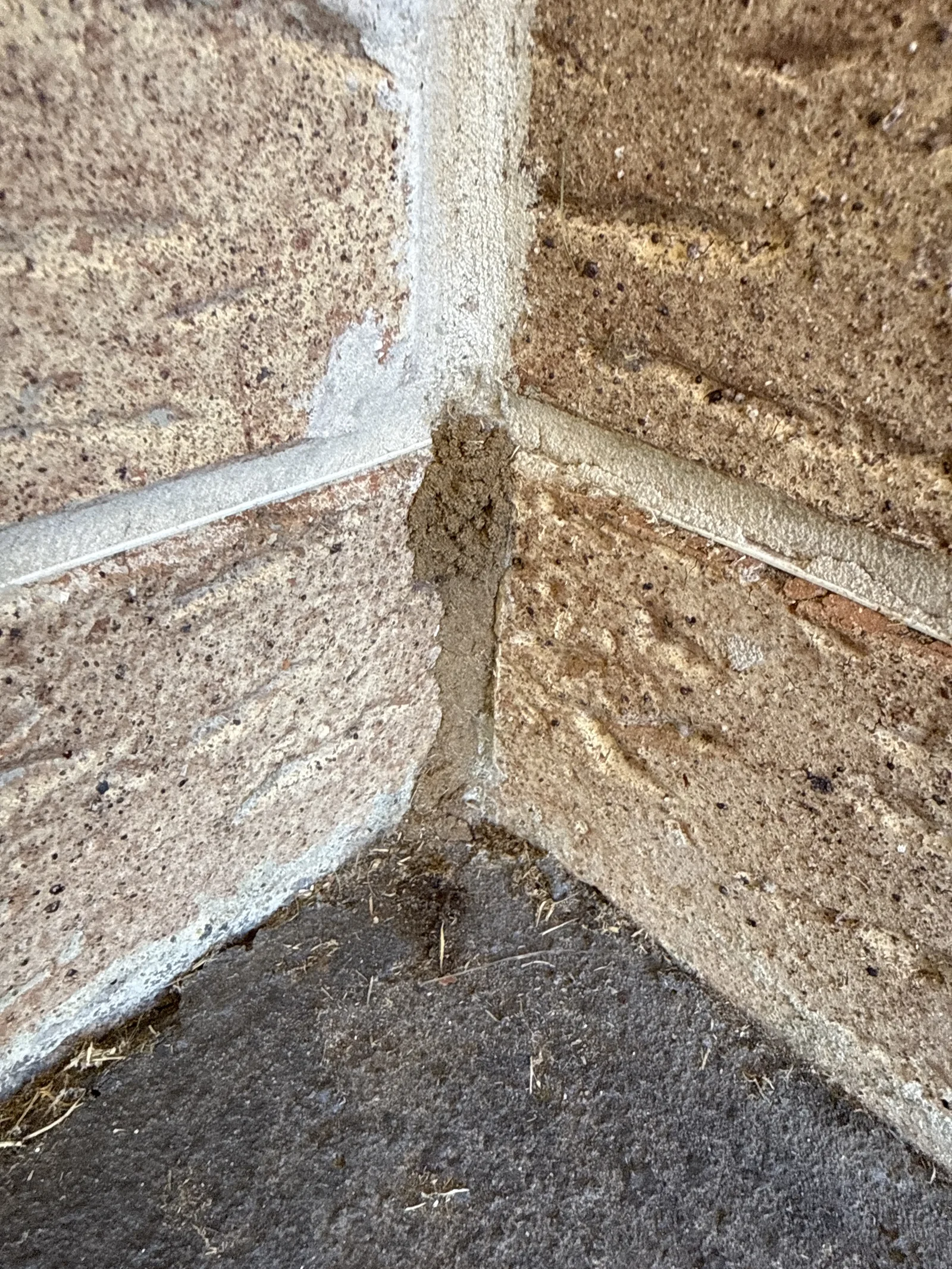 Termite mud tube at brick corner — the entry point a Termidor barrier prevents