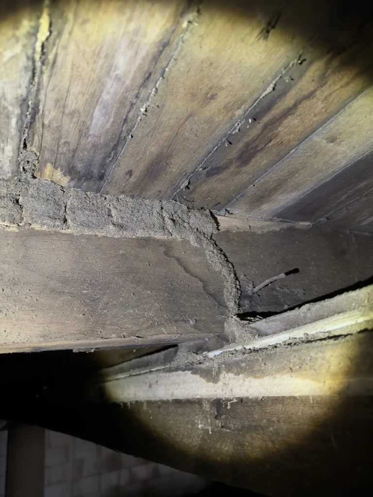 Termite mud leads running across subfloor timber bearers