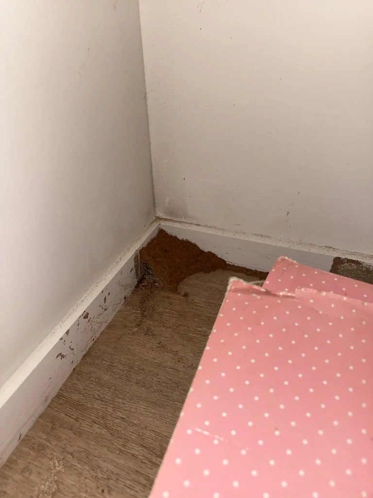 Active termite mudding and frass at skirting board — interior breach point