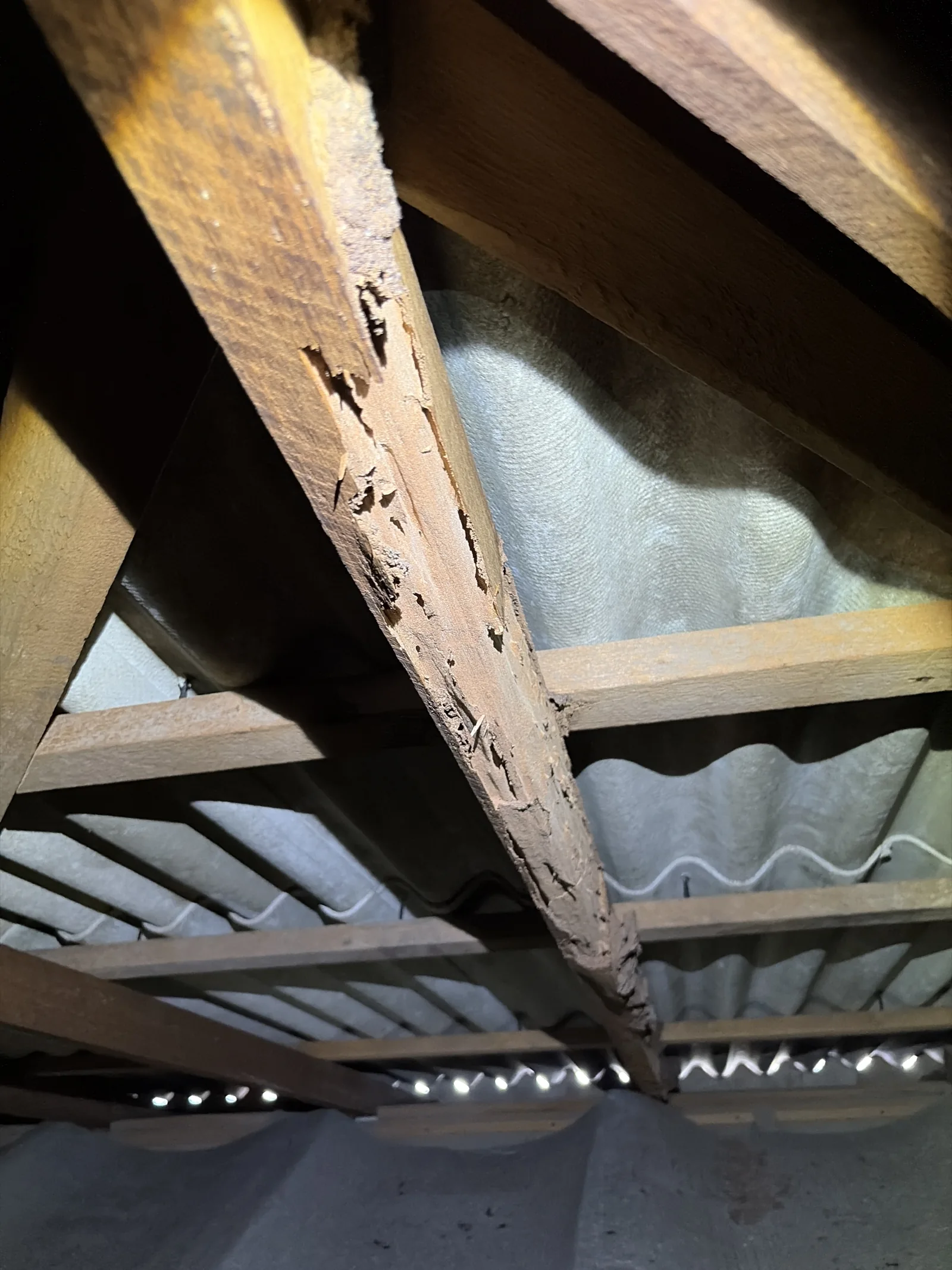 Structural timber damage in subfloor — treatment required after active termites found
