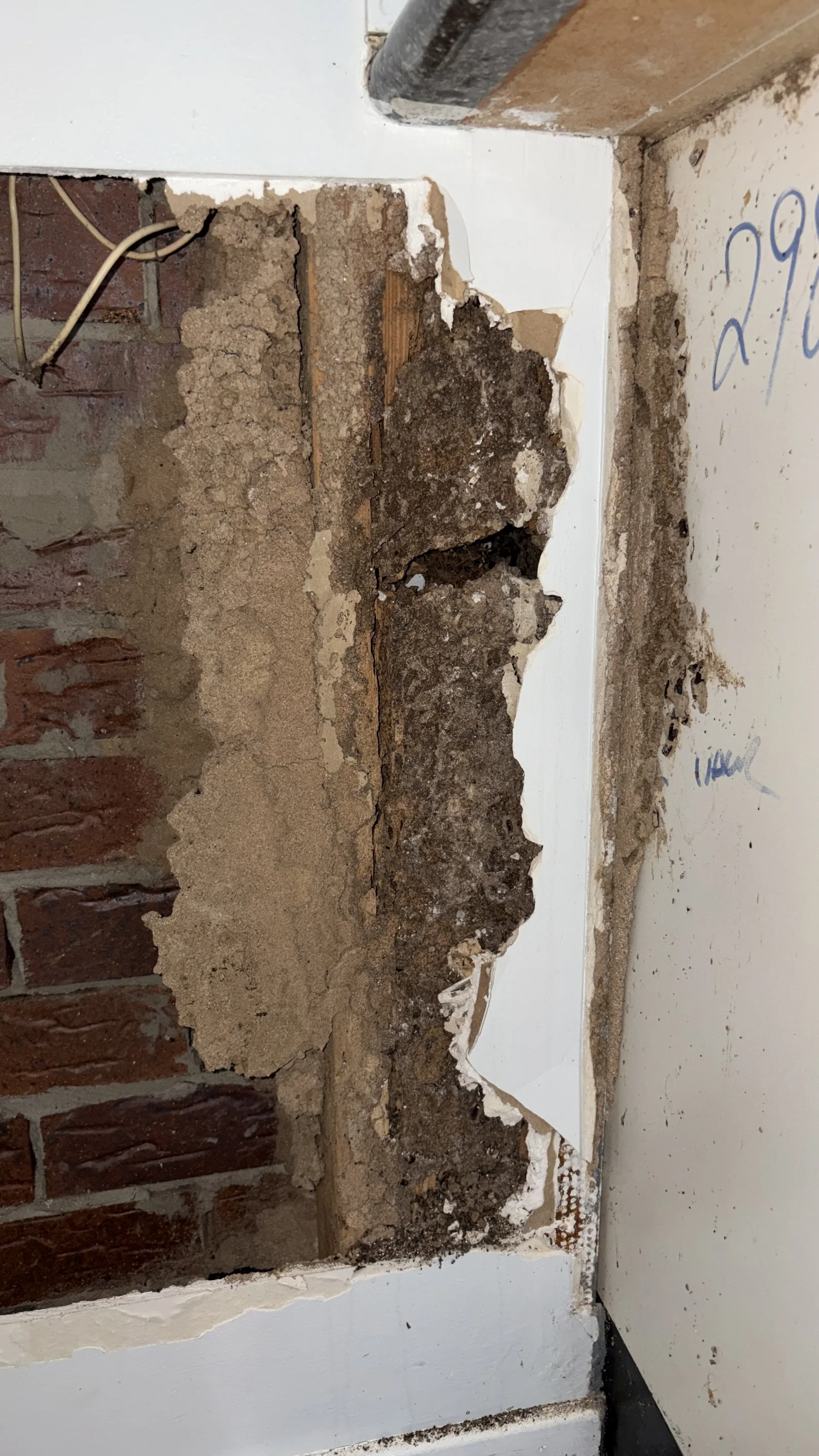 Wall opened up showing internal termite damage — extensive galleries and mud packing in wall cavity