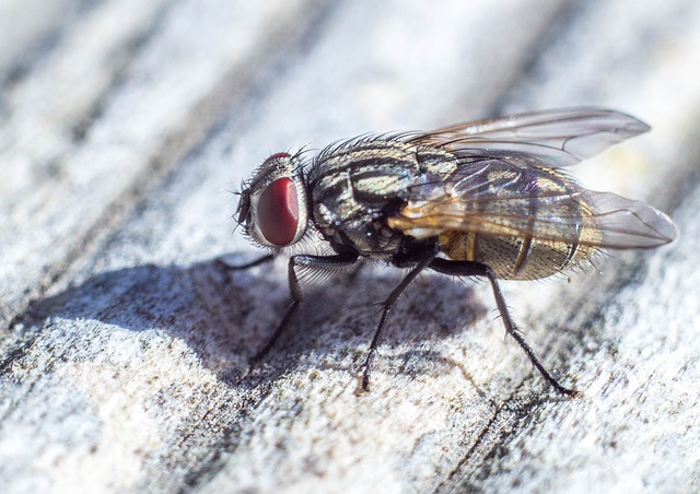 fly eradication