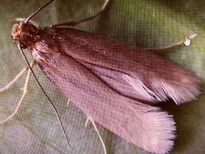 Webbing Clothes Moths: How To Get Rid Of Them For Good
