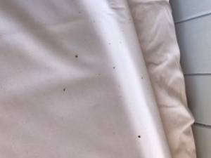 dead bed bugs on mattress