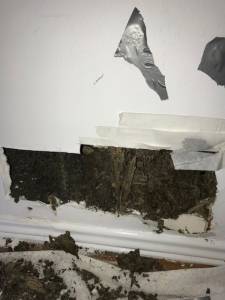 more invasive termite inspection