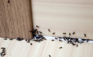 htoel pest control is crucial for customer satisfaction