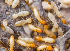 Termite Infestations