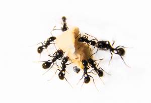 Why You Can;t Get Rid of Ants - black ants